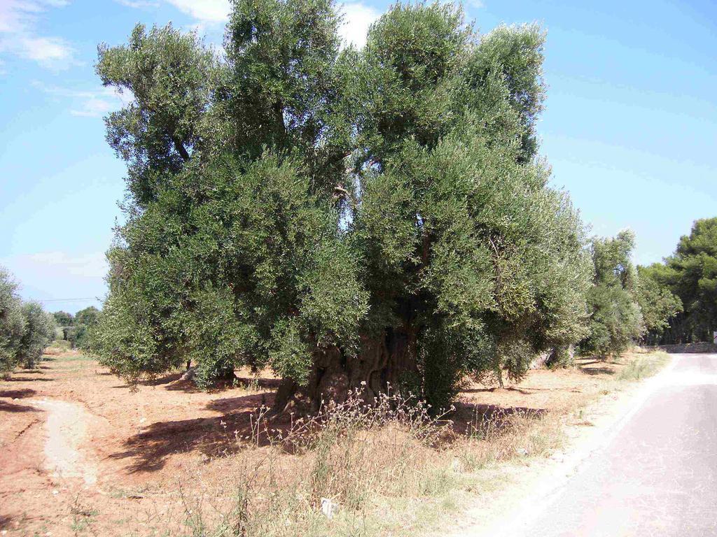 Citta Bianca Country Resort Ostuni Bagian luar foto